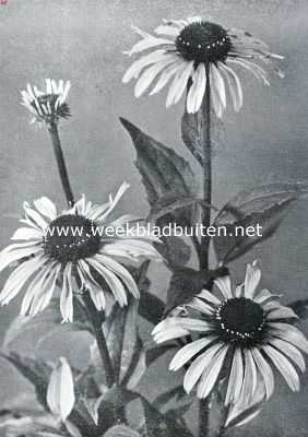 Onbekend, 1935, Onbekend, Rudbeckia Pupurea (foto: 