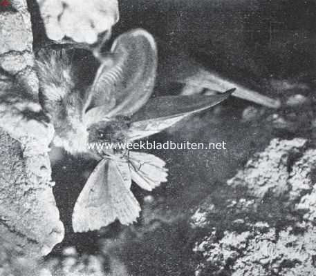Onbekend, 1935, Onbekend, Grootoorvleermuis, een vlinder verslindend