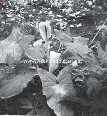 Zuid-Limburgsche planten. Wilde Aronskelk