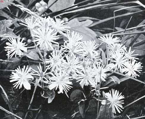 Zuid-Limburgsche planten. Boschrank (Clematis Vitalba)