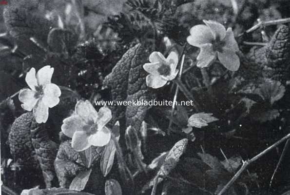 Zuid-Limburgsche planten. Stengellooze sleutelbleom