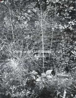 Zuid-Limburgsche planten. Reuzenpaardestaart