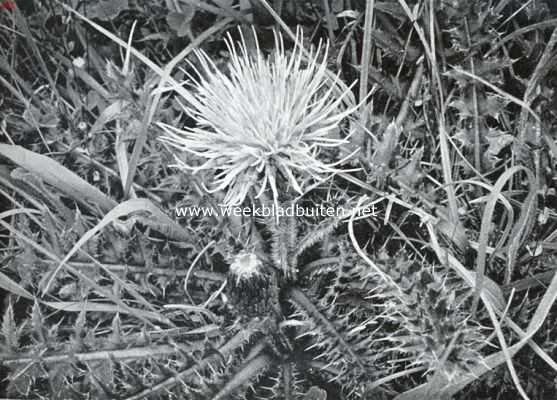 Zuid-Limburgsche planten. Stengellooze distel