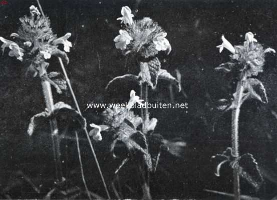 Zuid-Limburgsche planten. Borstelkrans