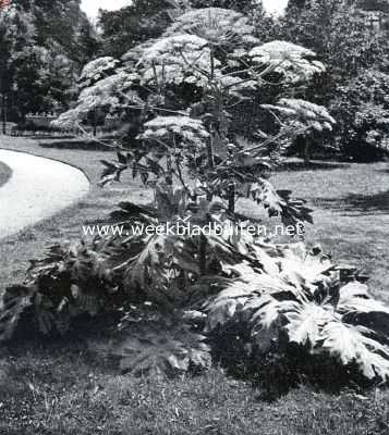 Onbekend, 1935, Onbekend, Een Heracleum Giganteum als solitairplant