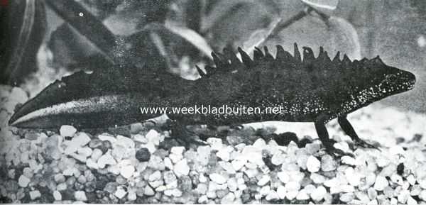 Onbekend, 1935, Onbekend, In het voorjaar draagt het mannetje van den grooten watersalamander een grooten kam op den rug en pronkt in de levendigste kleuren