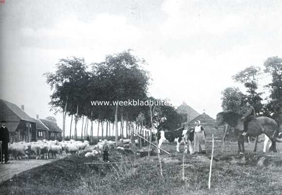 Zeeland, 1935, Onbekend, De Bevelanden. Zuid-Bevelandsche scheper