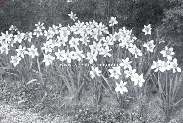 Narcissen voor tuinbeplanting. Sir Watkin