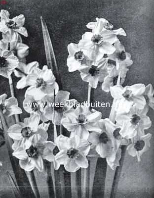 Onbekend, 1935, Onbekend, Narcissen voor tuinbeplanting. Orange Cup