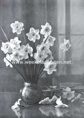 Onbekend, 1935, Onbekend, Narcissen voor tuinbeplanting. Croesus