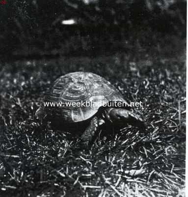 Onbekend, 1935, Onbekend, Grieksche landschildpad