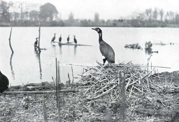 Nederland, 1935, Onbekend, Aalscholver op het nest