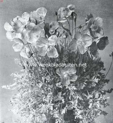 Onbekend, 1935, Onbekend, Papaver Alpinum, het dwergpapavertje