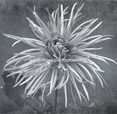 Onbekend, 1935, Onbekend, Chrysanthemum 