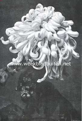 Onbekend, 1935, Onbekend, Chrysanthemum 