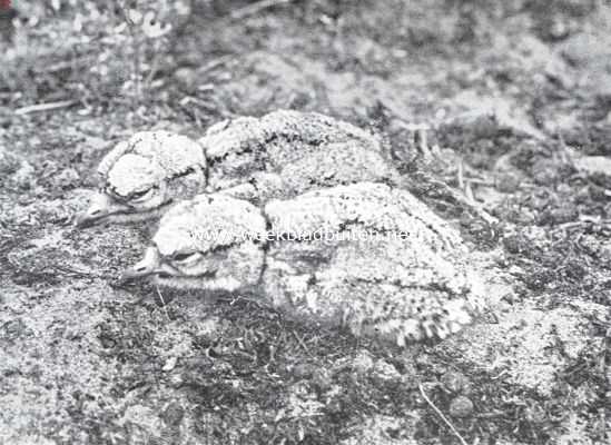 Onbekend, 1935, Onbekend, Mimicri en camouflage. Jonge grielen
