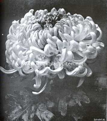 Chrysanthemum 