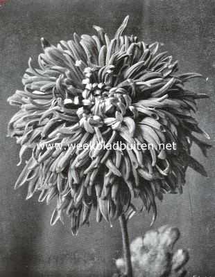 Chrysanthemum 