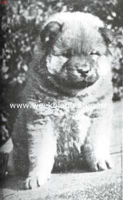 De Chow-Chow. Chow-Chow pup, 7 weken oud, uit den kennel van mevr. Roes-Roes te Oosterbeek