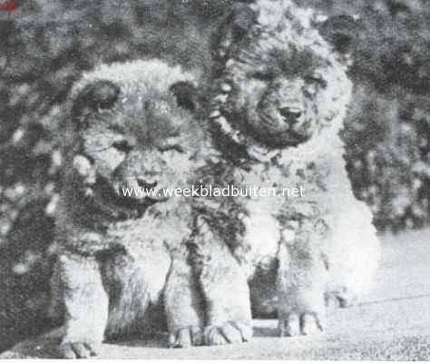 De Chow-Chow. Chow-Chow pups, 8 weken oud, uit den kennel van mevr. Roes-Roes te Oosterbeek