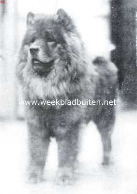 De Chow-Chow. De bekende Chow-Chow Rocslow Coronet, die onlangs gestorven is