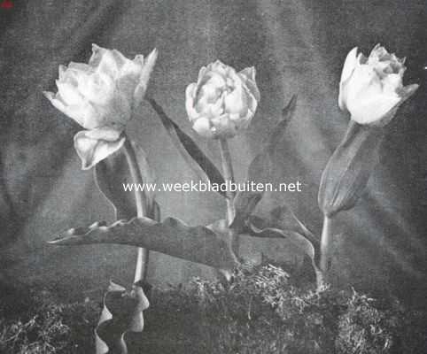 Onbekend, 1935, Onbekend, Mr. Van den Hoeff, type van dubbele vroege tulpen