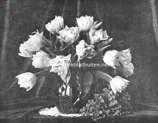 Onbekend, 1935, Onbekend, Dubbele vroege tulp 