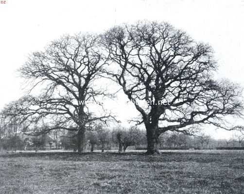 Onbekend, 1935, Onbekend, De invloed van het licht op den kroonvorm van twee eiken