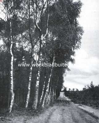 Onbekend, 1935, Onbekend, Berken, die in hun groei aan de schaduw van een donker dennenbosch trachten te ontkomen