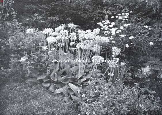 Noord-Holland, 1935, Aerdenhout, Herfst-primula's in bloei in den tuin van architect Smits te Aerdenhout