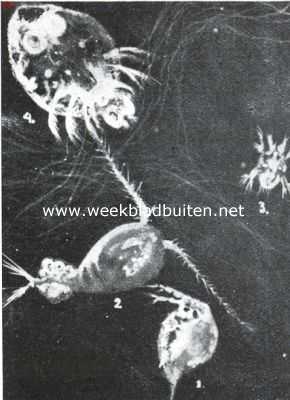 Onbekend, 1935, Onbekend, De wereld van het kleine. Hooger georganiseerde vormen uit het zoetwaterplankton, vertegenwoordigers van de kreeftenfamilie. 1. Watervloo (Daphnia); 2. Eenoog (Cyclops);  3.Naupliuslarve van cyclops; 4. Een parasitair kreeftje: de karperluis