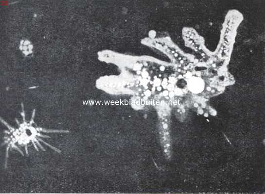 Onbekend, 1935, Onbekend, De wereld van het kleine. Zoetwater-amoeben. In het protoplasma liggen overal verspreid voedseldeeltjes; de groote witte schijf is de kloppende vacuole, daarnaast (donker gekleurd) de celkern