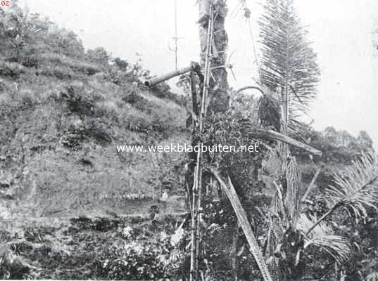 Indonesi, 1935, Onbekend, Riet, biet, palm. De bamboe, waarin het vocht van den arnpalm wordt opgevangen, hangt onder den bamboestengel en wordt vastgehouden door rottans