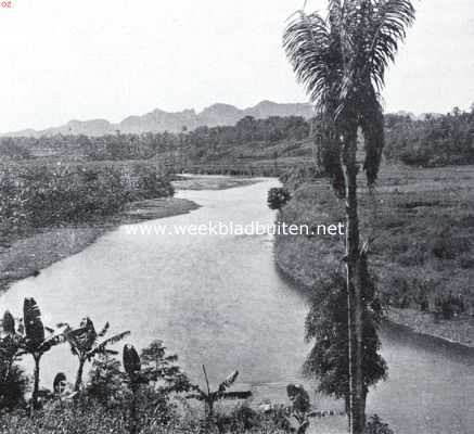 Riet, biet, palm. Een alleenstaande arnpalm in een typisch landschap van Midden-Celebes. De vrouwelijke bloemtros zit tusschen de bladeren. De mannelijke lager. Deze wordt afgetapt. Langs den bamboe naast den stam bereikt de tapper de bloemtros