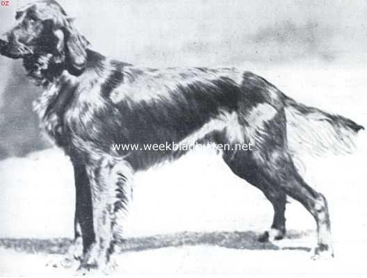 De Iersche setter. Den prachttype Iersche setter. De reu Borrowdale Sportsman