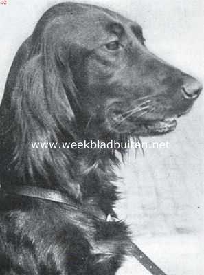 Onbekend, 1935, Onbekend, De Iersche setter (teef) Hartsbourne Lucy, de winner van 1935. Uit kennel of Sutherland, Soesterberg