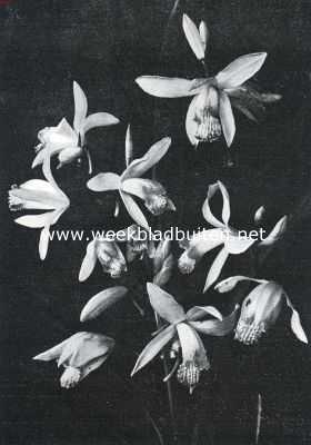 Onbekend, 1935, Onbekend, Bletia Hyacinthina