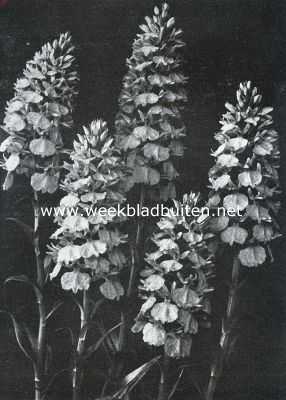 Orchis Foliosa