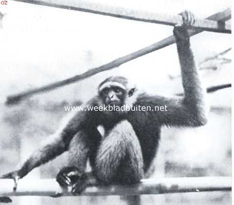 Onbekend, 1935, Onbekend, Grijze gibbons. Donkerbruine gibbon (Hylobates Cinereus Milleri)