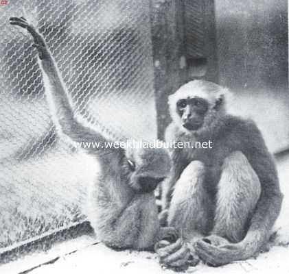 Grijze gibbons. Grijze gibbons (Hylobates Cinereus Albibarbis). Pleegmoeder Ansje met Mascotje