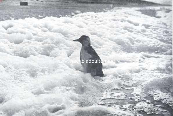 Onbekend, 1935, Onbekend, Een van de vele slachtoffers der stookolie, een zeekoet, welks borstveeren aan elkaar geplakt zijn door de stookolie-resten, die door motorschepen geloosd worden. De vogel is absoluut ten doode gedoemd