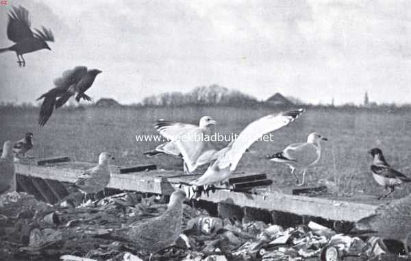 Onbekend, 1936, Onbekend, Zilvermeeuw en bonte kraaien op de vuilnisbelt