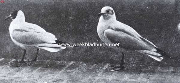 Onbekend, 1936, Onbekend, Kokmeeuwen in overgangskleed. De linker vogel is bijna uitgekleurd