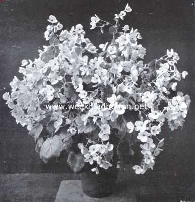 Onbekend, 1936, Onbekend, Begonia Lorraine