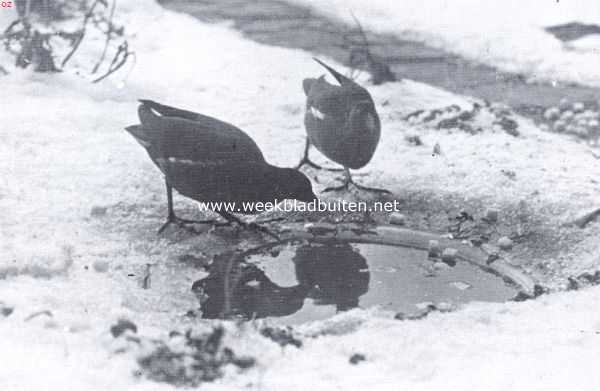 Onbekend, 1936, Onbekend, Waterhoentjes aan het bijna dichtgevroren drinkvijvertje
