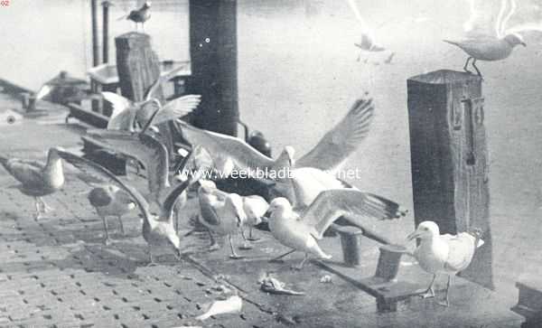 Onbekend, 1936, Onbekend, In den winter geven de meeuwen ons een welkome afleiding