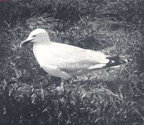 Onbekend, 1936, Onbekend, In Maart zijn de zilvers weer op de oude broedplaatsen te zien