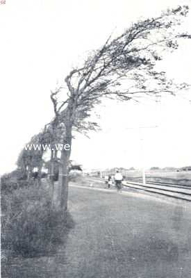 Onbekend, 1936, Onbekend, Iepenbeplanting in de nabijheid van de  kust, aan de windzijde zijn de boomen niet tot ontwikkeling gekomen. (Foto uit 