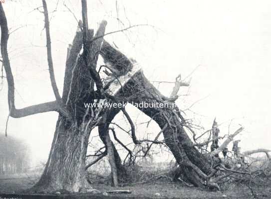 Onbekend, 1936, Onbekend, Dwars over den weg liggen de oude, hooge boomen 