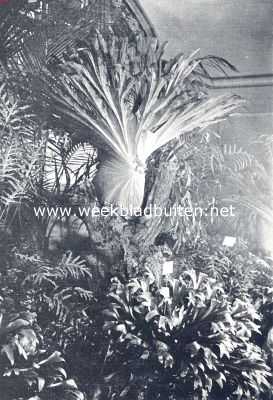 Onbekend, 1936, Onbekend, Een prachtig ontwikkeld exemplaar van de Australische varen Platycerium Grande in de serres van Monte Carlo